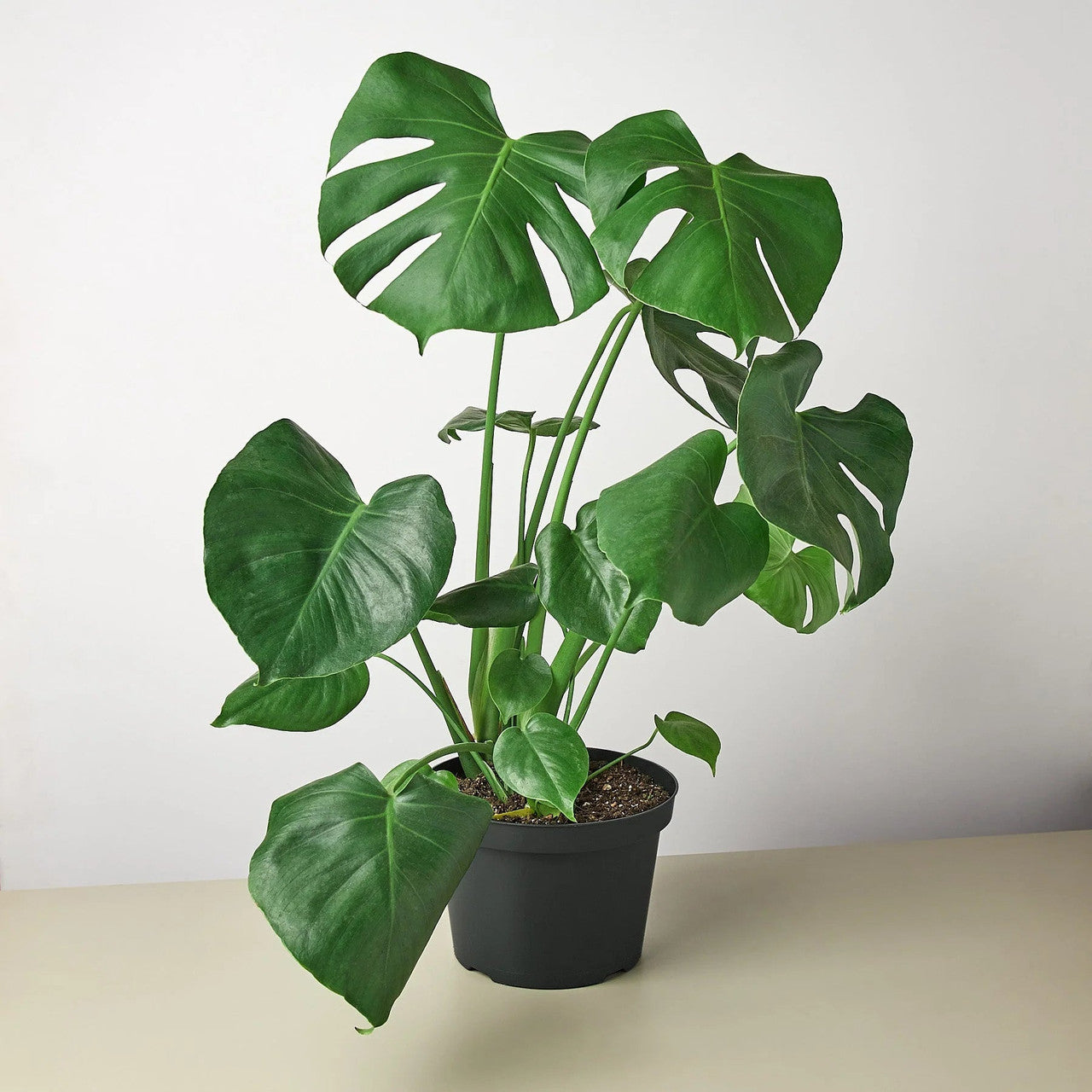 Monstera Deliciosa "Split Leaf" 4"