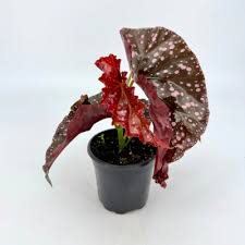 Begonia, Cracklin Rosie 4"