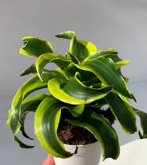 Dracaena Tornado 4"