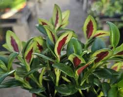 Nematanthus Goldfish Shady Ladies Marlene 4"