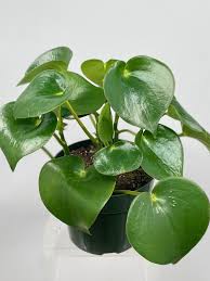 Peperomia Owl Eye 4"