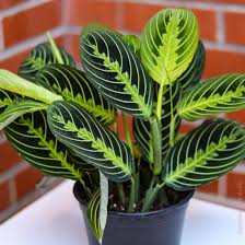 Maranta, Lemon Lime 6"