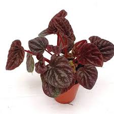 Peperomia Red Luna 2" And Pot