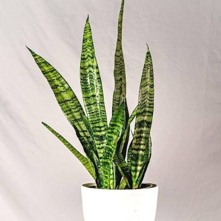 4" Sansevieria Zeylanica Black Coral Multi