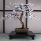 Bonsai Tree | Seed Grow Kit: Japanese Maple