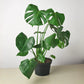 Monstera Deliciosa "Split Leaf" 4"