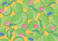 Citrus Notebook Collection