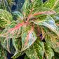Chinese Evergreen Sparkling Sarah 4"