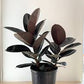 Ficus Decora Burgundy 4"