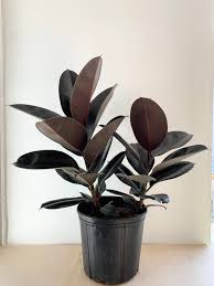 Ficus Decora Burgundy 4"