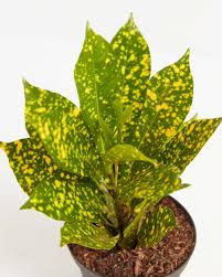 Croton Gold Dust 4"