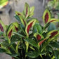 Nematanthus Goldfish Shady Ladies Marlene 4"