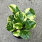Peperomia Marble 4"