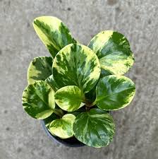 Peperomia Marble 4"