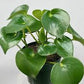Peperomia Owl Eye 4"