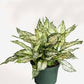 Chinese Evergreen Spring Snow 5"