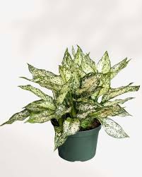 Chinese Evergreen Spring Snow 5"