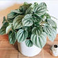 Peperomia Frost 4"