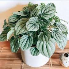 Peperomia Frost 4"