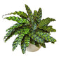 Calathea Lancifolia Rattlesnake 4"