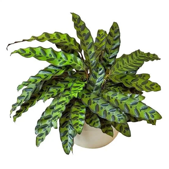 Calathea Lancifolia Rattlesnake 4"