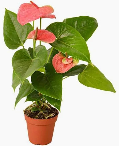Anthurium, Pink 8"