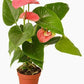 Anthurium, Pink 6"