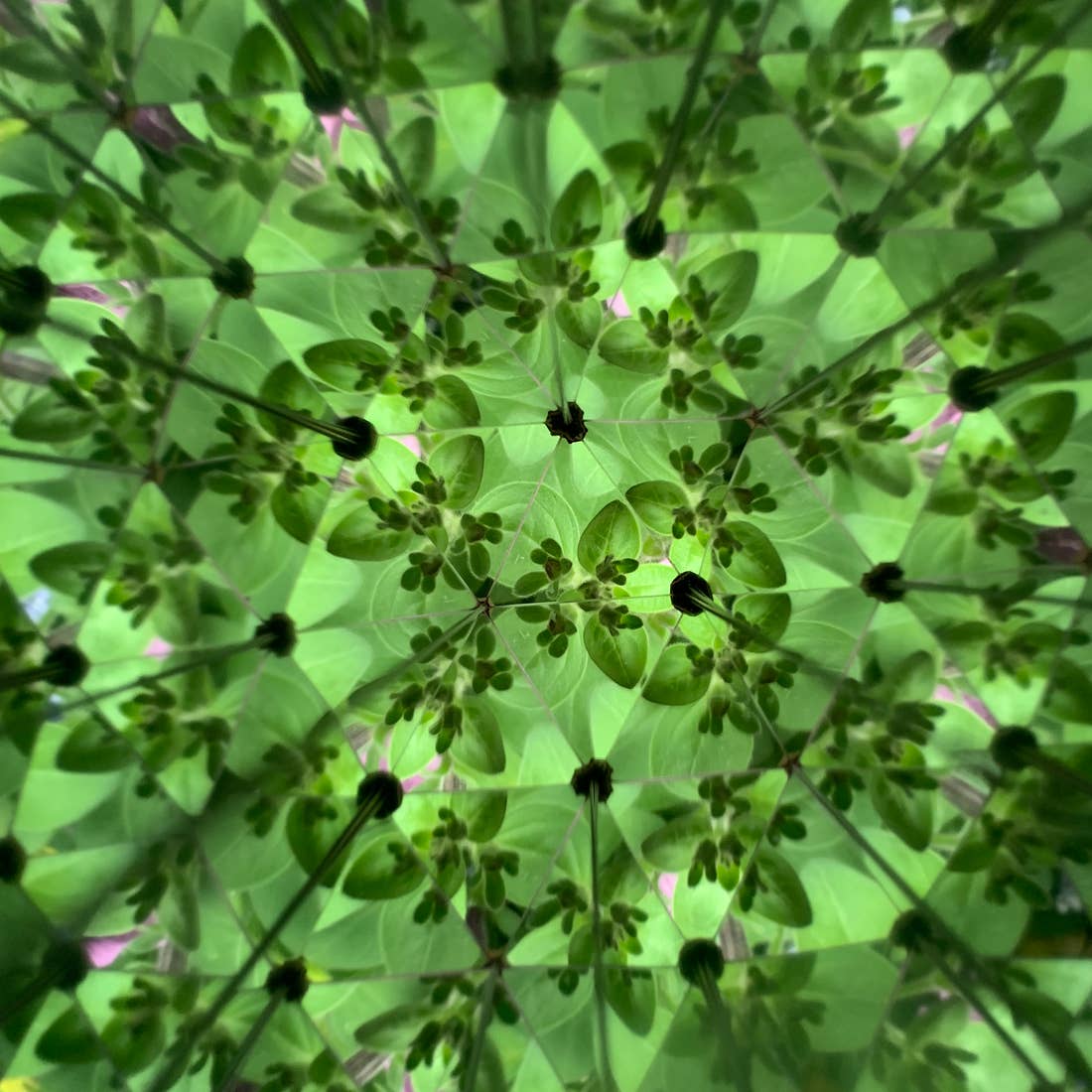 Nature Kaleidoscope